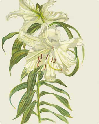 Garden Lily giclee fine art reproduction