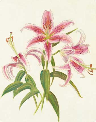 Star Gazer Lily-I giclee fine art reproduction