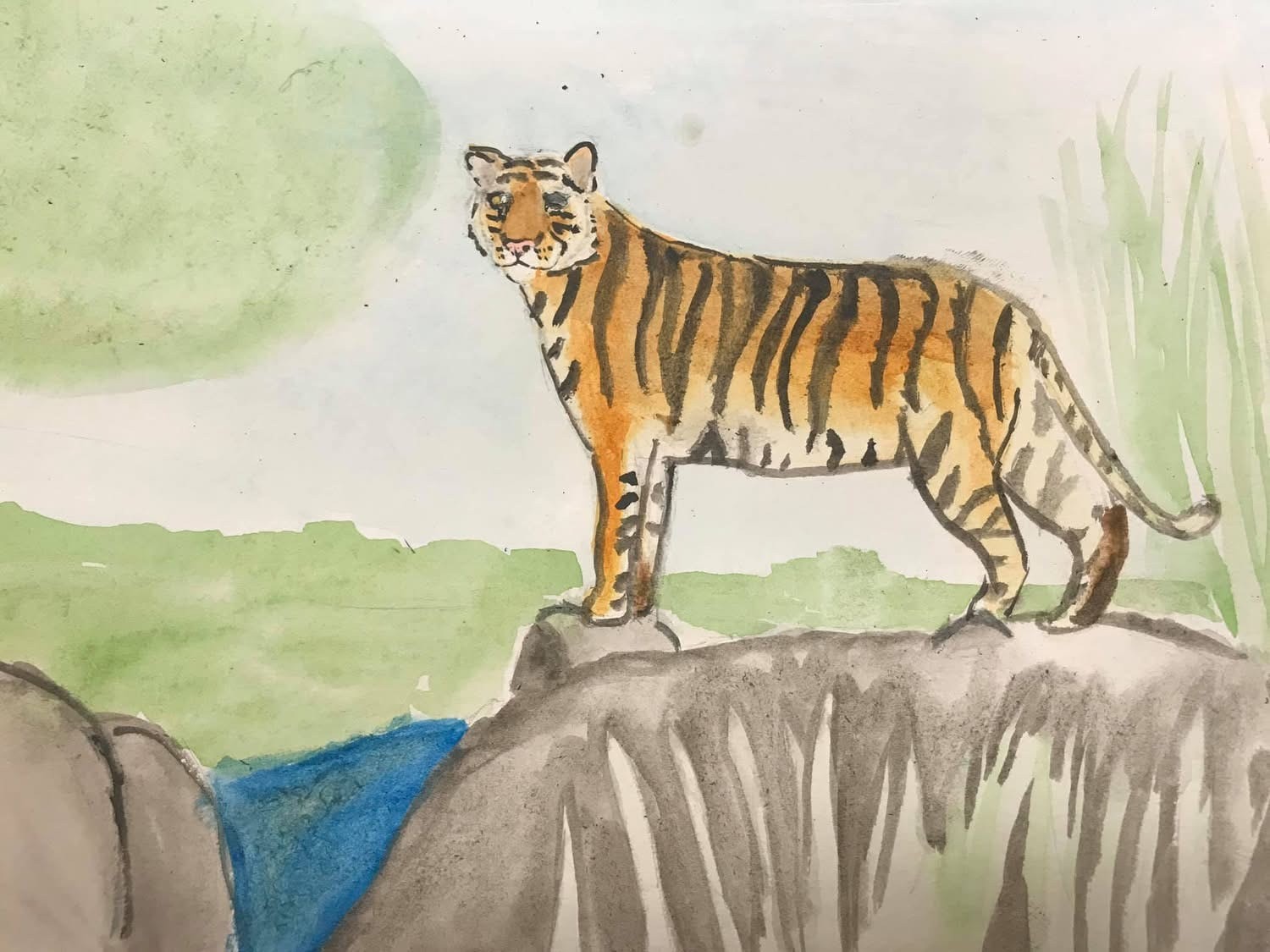 Tiger standing on rocky outcrop in green landscape — watercolor by student